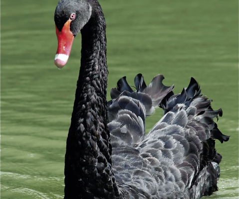 Black swan | QR Oasis Park Fuerteventura